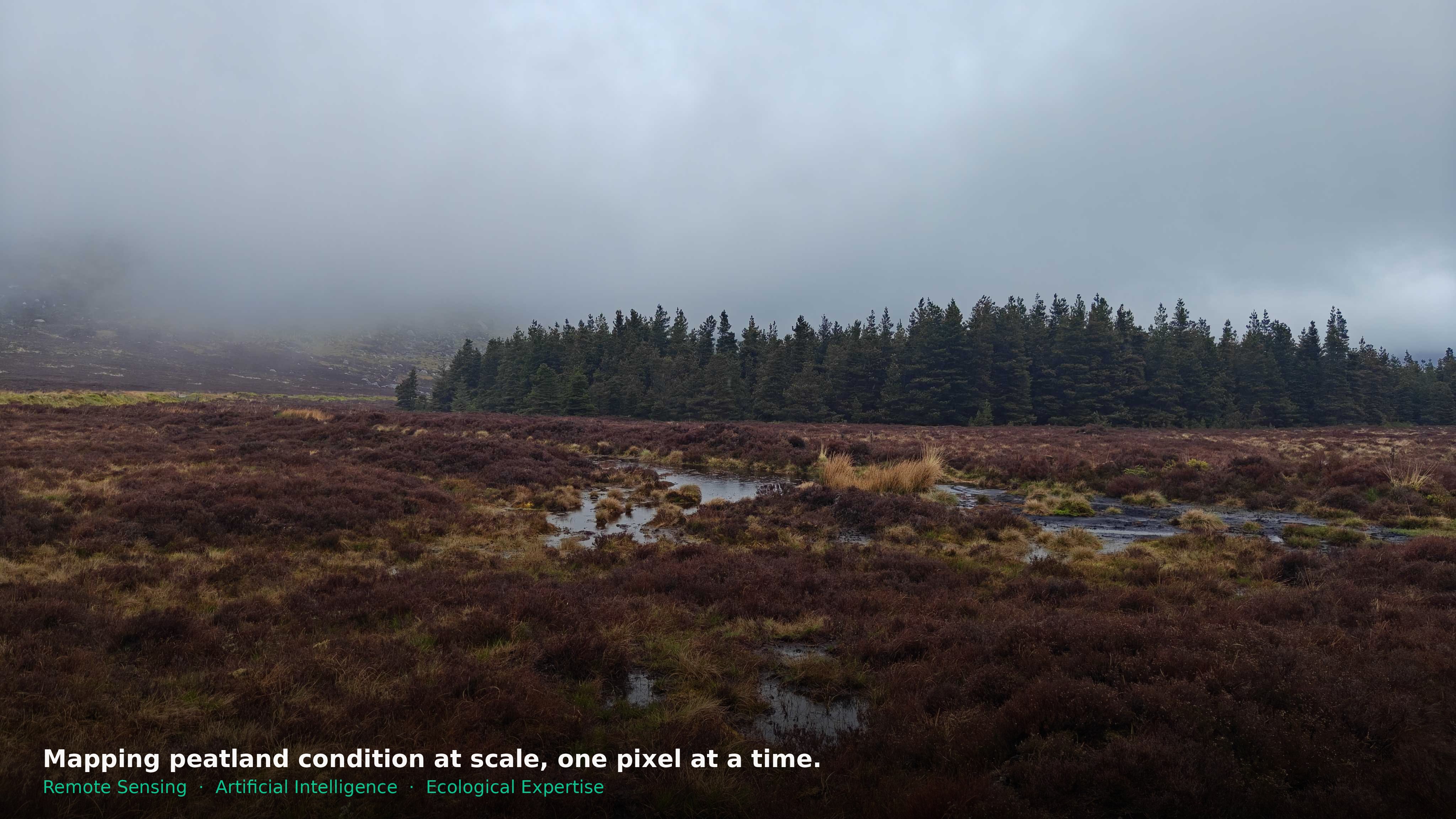 What we do — remote sensing, AI and ecological expertise
